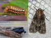 Acronicta rumicis